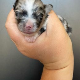 Australian Shepherd, Miniature American Shepherd, Miniature Australian Shepherd, and Toy Australian Shepherd Puppies from Painted Blue Aussies