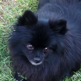 Pomeranians from Goin' Rogue Pomeranians