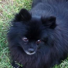 Pomeranians from Goin' Rogue Pomeranians