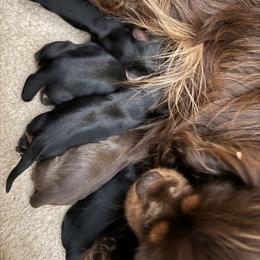 Boy 1 - male Cavalier King Charles Spaniel puppy in Boring, Oregon from Green Acres Nextgen