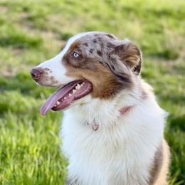 King - Australian Shepherd