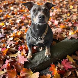 Birdie - Teddy Roosevelt Terrier