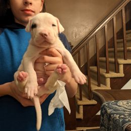 Dogo Argentino Puppies from De la Fuerza de Dios