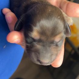 Boy 3 brownie - Chocolate and tan male Dachshund puppy in Pueblo, Colorado from Nikas Baby Beanz LH Dachshunds