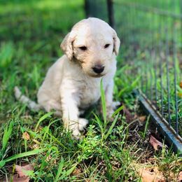 Goldendoodle and Poodle Puppies from Bama Bred Doodles