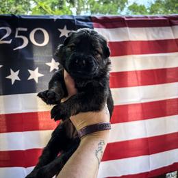 Ember - Sable female German Shepherd puppy in Knowlton Township, New Jersey from Augenblick Kennels