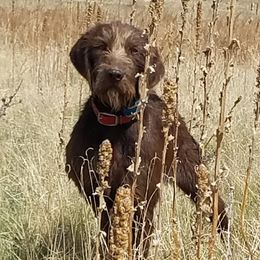 Woodrow - Pudelpointer