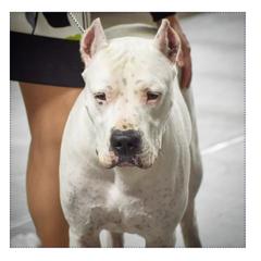Bea - Dogo Argentino