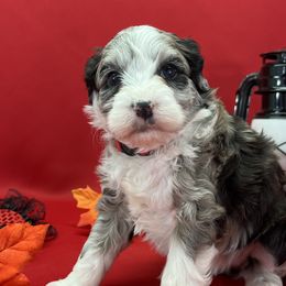Girl 3 - Aussiedoodle puppy from Salt River Kennels