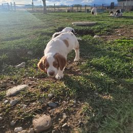 Brittany Puppies from Treasure State Brittanys