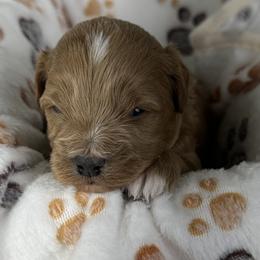 Princess - Apricot female Cavapoo puppy in Millersburg, Ohio from Ohio Puppy Paws