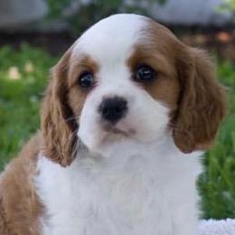 Cavalier King Charles Spaniels from Amber Field Cavaliers