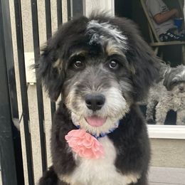 Ruth - Bernedoodle