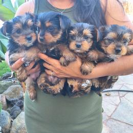 Yorkshire Terrier Puppies from JUAREZ FAMILY YORKIES