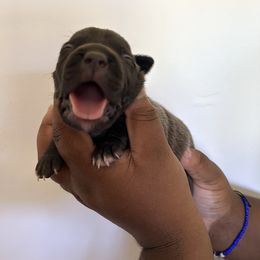 Athena - Blue female American Pit Bull Terrier puppy in Frederick, Maryland from •Wyngate Pits•