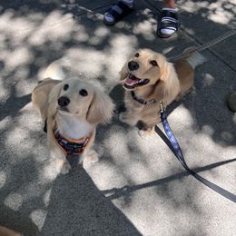 Dachshund All Grown Up from English Cream Dachshunds