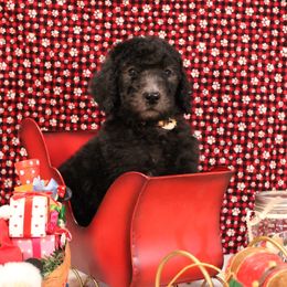 Roti - Silver male Poodle puppy in Peyton, Co, Usa, Colorado from Peyton Poodles