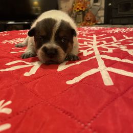 Queen Boy 2 - Red speckled male Australian Cattle Dog puppy in Monroe, Louisiana from The Sweet Kennels