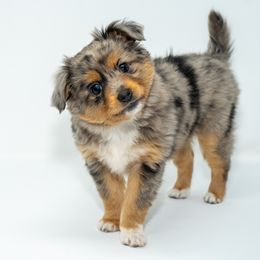 Toy Australian Shepherd Puppies from Tater Tails Toy Aussies