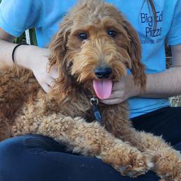 Emmy - Goldendoodle