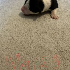 Sporty Mix Puppies from Mid TN aussies