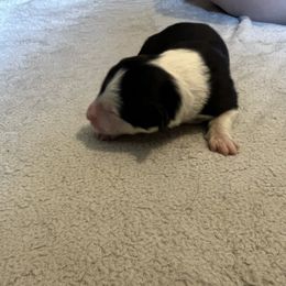 Sporty Mix Puppies from Mid TN aussies