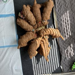 Poodle puppies from Honeybun Poodles