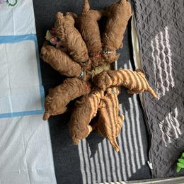 Poodle puppies from Honeybun Poodles