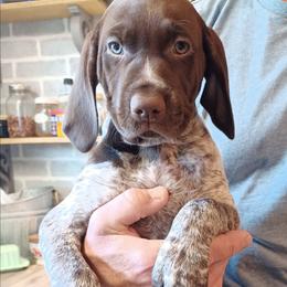 Bella - Liver roan female German Shorthaired Pointer puppy in Elberta, Alabama from Old Orchard Farm