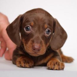 Biscuit - Chocolate and tan male Dachshund puppy in Red Bud, Illinois from Midwest Miniature Dachshunds