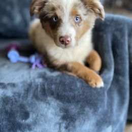 Boy 2 - Red merle Miniature Australian Shepherd puppy in Sonora, California from Quarle Ranch Mini Aussies