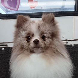 RhyLee - Pomeranian