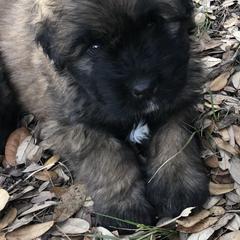 Bouvier des Flandres Puppies from Seasons of Joy Farm and Ranch