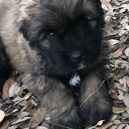 Bouvier des Flandres Puppies from Seasons of Joy Farm and Ranch