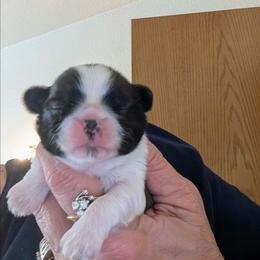 Shih Tzu puppies from Karen Elliott