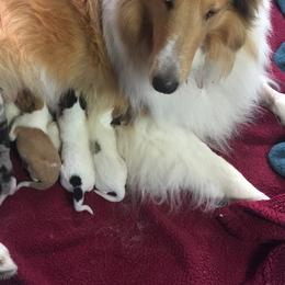 Collie Puppies from Whitehall Collies