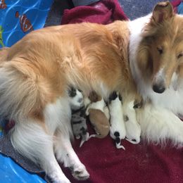 Collie Puppies from Whitehall Collies