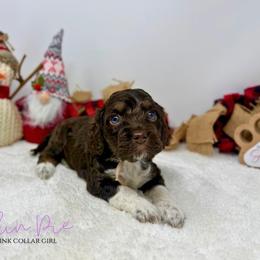 Pumpkin Pie - Brown white and tan female Cockapoo puppy in Oologah, Oklahoma from Timber Hills Poodles and Doodles