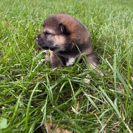 Rayne - Sesame female Shiba Inu puppy in Covington, Ohio from Rustic Country Shibas