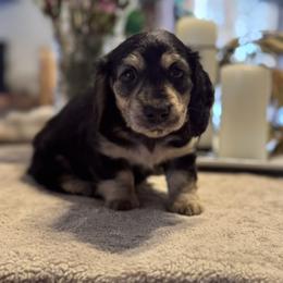 Martha - CKC - Black and cream female Dachshund puppy in Morristown, Tennessee from Hillside Hounds