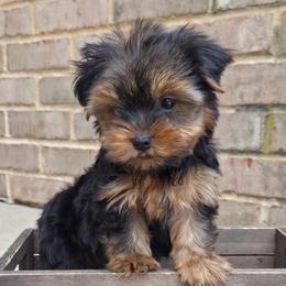 Hank TEACUP - Blue and gold male Yorkshire Terrier puppy in Monticello, Iowa from Ashley’s Puppies