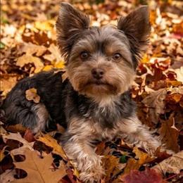 Arwen - Yorkshire Terrier