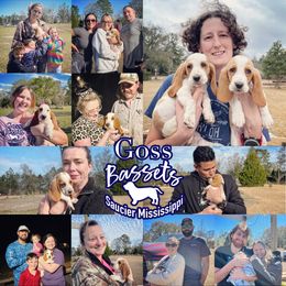 Basset Hound Puppies from Goss Bassets