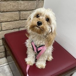Violet - Cavapoo