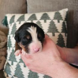 Angel - Black rust and white female Bernese Mountain Dog puppy in Inman, South Carolina from Shadow Acres