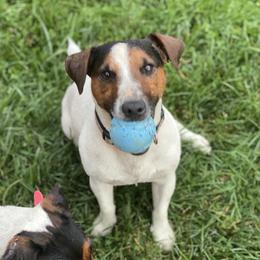 Biggie  - Parson Russell Terrier