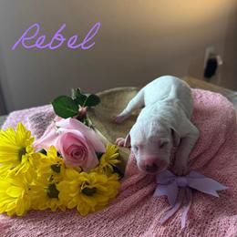 Rebel - White and black female Dalmatian puppy in Mount Vernon, Missouri from Spots & Spirals