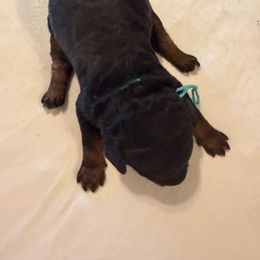 Merry - Phantom female Goldendoodle puppy in Luana, Iowa from Country View Bernedoodles and Goldendoodles