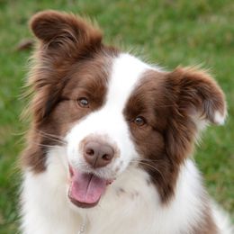 American Eskimo Dogs and Border Collies from Mondenkind Border Collies and Guidingstars American Eskimos