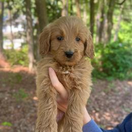 Shell - Red  female Goldendoodle puppy in Kenansville, North Carolina from J+A Family Doodles
